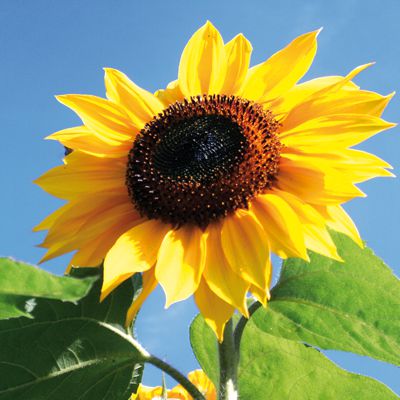 Erneuerbare Energien Erneuerbare Energien